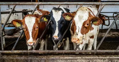 Madárinfluenza az amerikai szarvasmarhák között: négy hónapja jelen lehet
