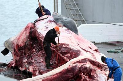 Izland megadta az engedélyt 128 barázdás bálna vadászatára idén