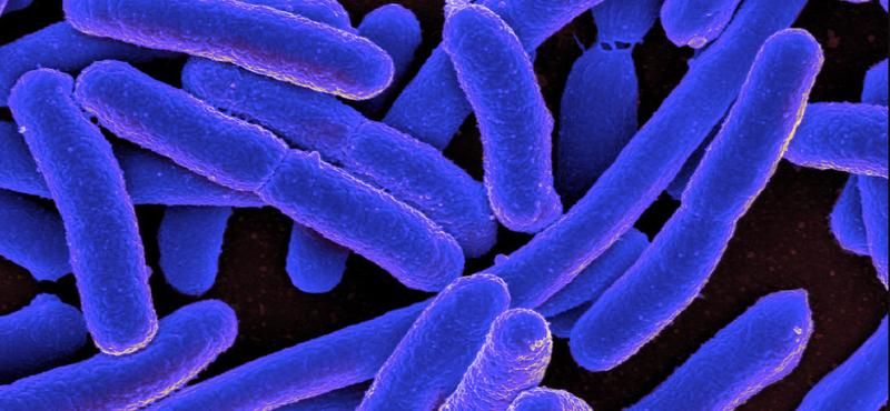 Riasztó növekedést mutat az E. coli fertőzöttek száma Angliában
