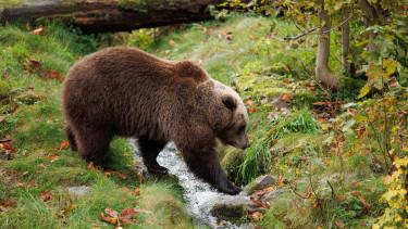 Halálos medvetámadás Romániában - politikai viták a kilövési kvótáról