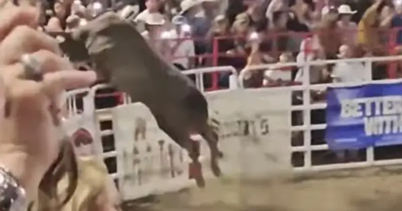 Bika szökik meg és három embert sebesít meg egy oregoni rodeón