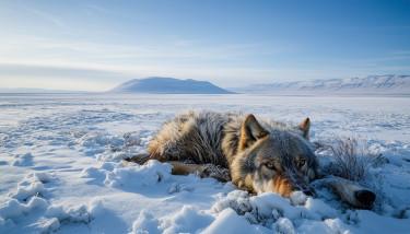 44 ezer éves mumifikálódott farkas rejtette ősi vírusokat