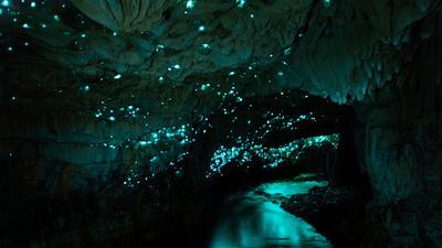 A biolumineszcencia csodája: 540 millió éves múltra derült fény