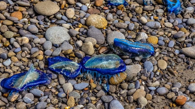 Rejtélyes tengeri lények inváziója Guernsey partjainál