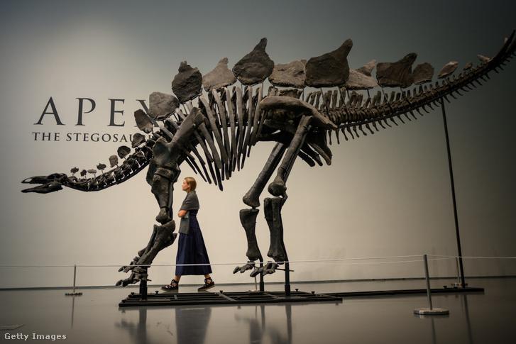 Apex, a 161 millió éves sztegoszaurusz csontváz elárverezése New Yorkban