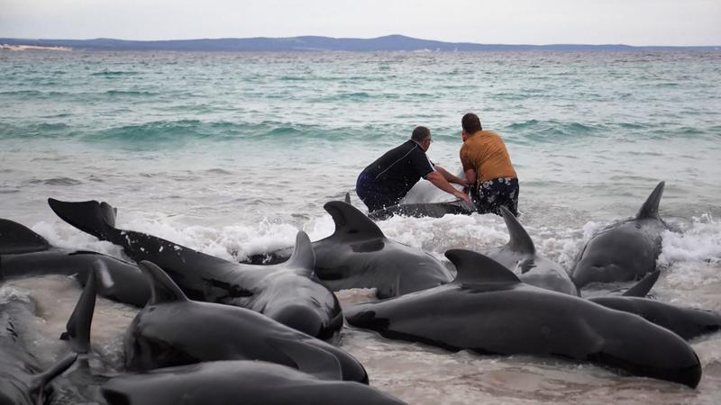 Tragédia Nyugat-Ausztráliában: több mint száz delfin rekedt a parton