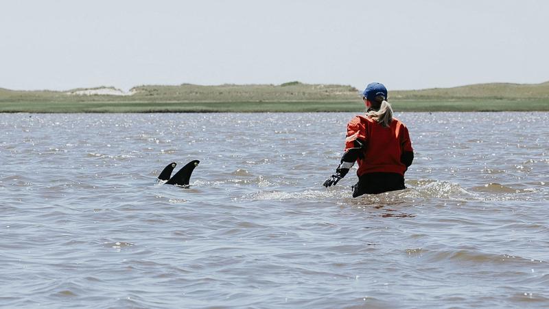 Több mint száz delfint mentettek meg a Cape Cod partjainál