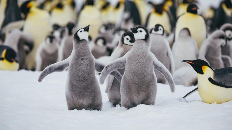 Tömeges pusztulás érte a császárpingvin-fiókákat az Antarktiszon