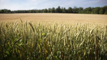 Oroszország gabonatermésének csökkenését jósolják szakértők