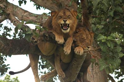 Két oroszlán pihenés közben egy fa tetején Ugandában