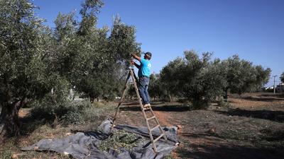 Görögország egyiptomi munkásokat fogad be a mezőgazdaság fellendítésére