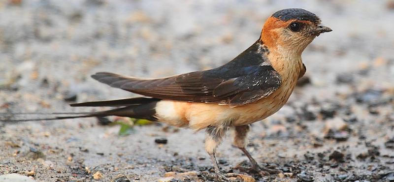 A madarak intelligenciájának evolúciós titkai feltárulnak egy új tanulmányban