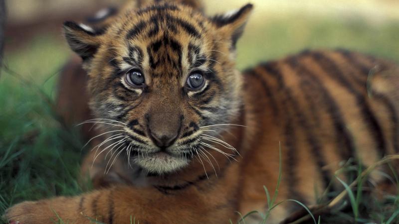 Zaza, a szumátrai tigriskölyök első üvöltése Walesben