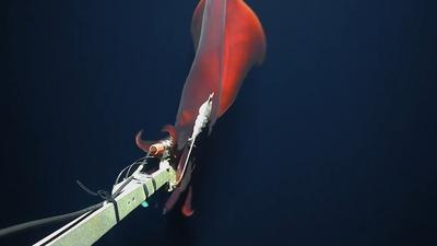 Ritka mélytengeri Dana-kalmár került lencsevégre a Csendes-óceánban