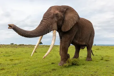 Az elefántok csodálatos szaglóképessége és annak titkai