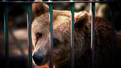Románia barnamedvéknek épít rehabilitációs központot Brassó közelében