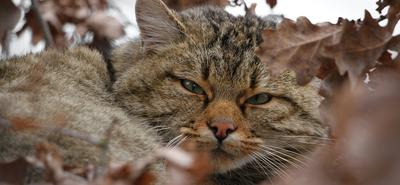 Magyar macskatartók nem védik a vadmacskákat, állítják kutatók