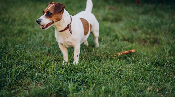 A hat legnehezebben kiképezhető kutyafajta és a sikeres nevelés titkai