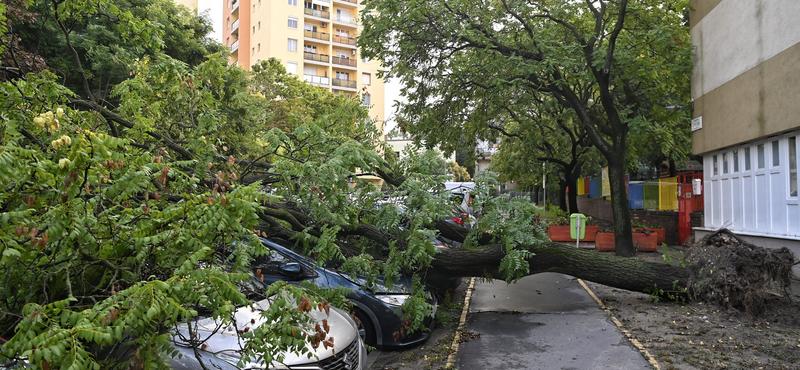 Viharok sújtották Pest megyét: fák és villanyvezetékek a vihar áldozatai