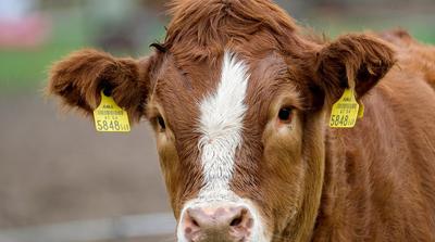 Ventilátorokkal hűtik a teheneket a somogyi gazdák