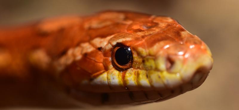 Felfedezték a Föld valaha élt egyik legnagyobb kígyójának maradványait Indiában