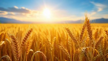 Rekordszintű gabonatermés várható világszerte az idei évben