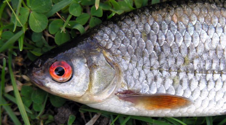 Új parazita veszélyezteti a magyar halak szaporodását