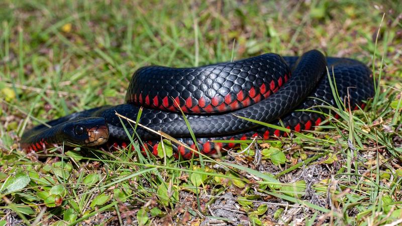 Mérgeskígyó rejtőzött a gyerekszoba plüssjátékai között Ausztráliában