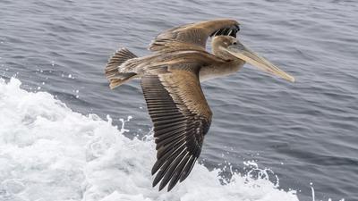 Tömeges pelikán pusztulás Kaliforniában - a helyzet súlyos
