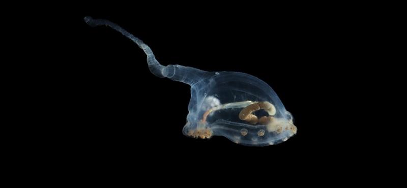 Felfedezték a földönkívülihez hasonlító új állatfajokat a Csendes-óceán mélyén