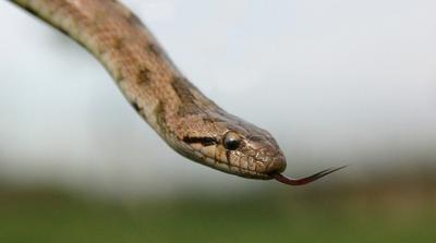 Kígyó okoz riadalmat Miskolc belvárosában