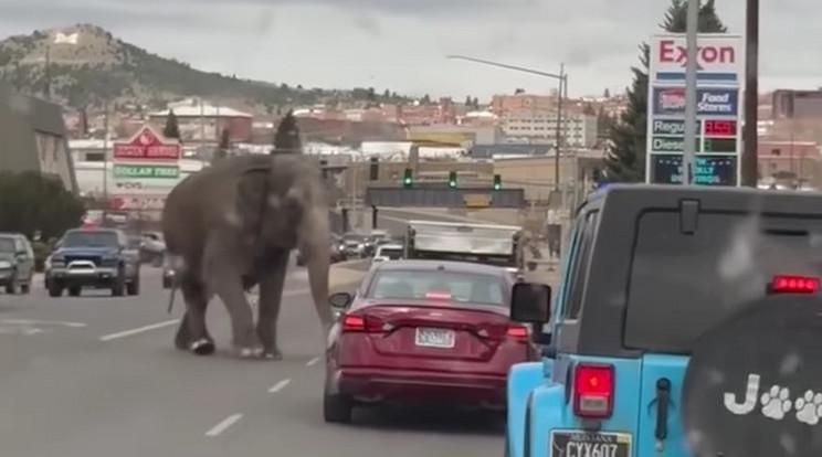 Elefánt szökött meg a cirkuszból és kaszinó felé vette az irányt Montanában