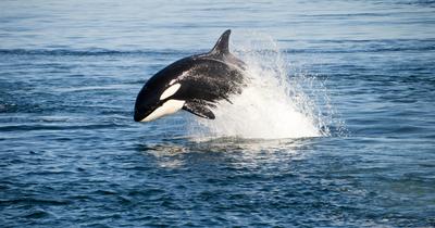 A déli rezidens gyilkos bálnák kihalásának szélén a túlzott lazacfogyasztás miatt