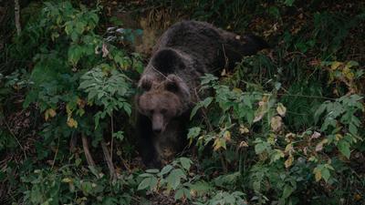 Fiatal nőt ölt meg egy medve a romániai Bucsecs-hegységben