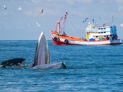 Új japán bálnavadász anyahajó indult a tengerre hatékonyabb vadászatért