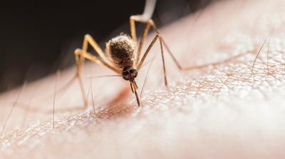 További 1,8 milliárd forint a szúnyogirtásra a kormánytól