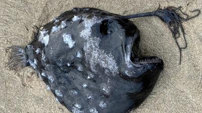 Ritka mélytengeri hal bukkant fel Oregon partjainál