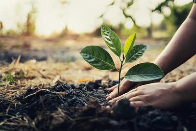 Az Ecosia böngésző: navigálj az interneten és ültess fákat