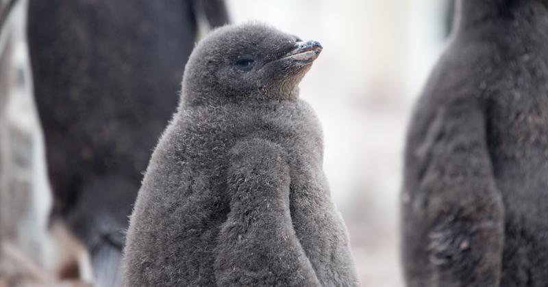 Pingvinfiókák és fókabébik a klímaváltozás első áldozatai lehetnek