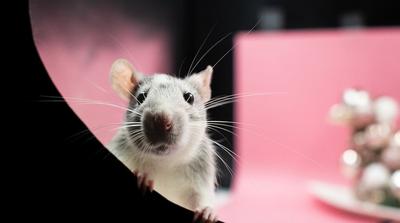 Patkányok és a számérzet: Megdöbbentő eredmények egy új kutatásból