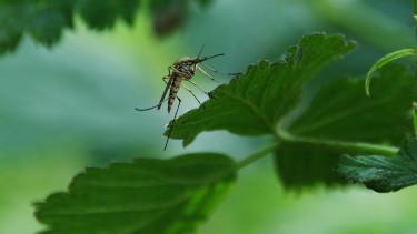 Többletforrás a magyar szúnyoggyérítési programhoz a kormánytól