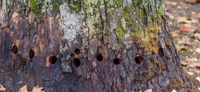 Demecseri platánfa-ügy: felmentés a bizonyítékok hiányában