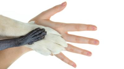 Az öt ujj titka: Hogyan alakult ki az emlősök végtagja?