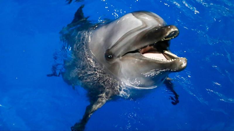 Vérdíjat tűztek ki egy meggyilkolt louisianai delfin ügyében