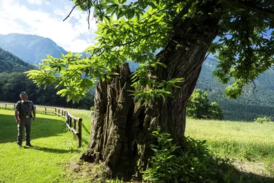 A Dolomitok gesztenyeligetei: történelmi örökség és őszi fesztiválok