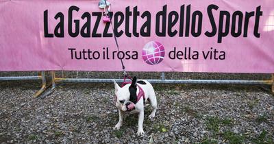Kutya zavarta meg a Giro d’Italia mezőnyét - Íme a videó