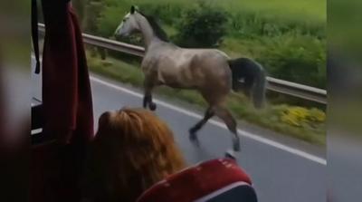 Riadalmat keltett egy szabadon vágtázó ló a 26-os főúton