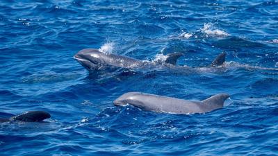 Delfinek kísérik a magányos evezőst az Atlanti-óceán átevezése során