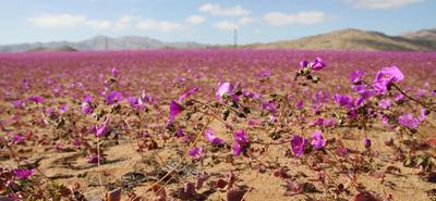 A lila virágszőnyeg csodája az Atacama-sivatagban