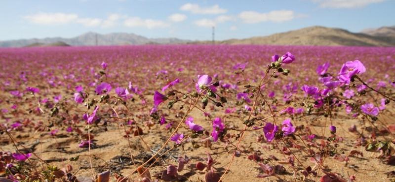 A lila virágszőnyeg csodája az Atacama-sivatagban